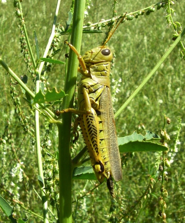 Black Hills Fishing- Grasshopper