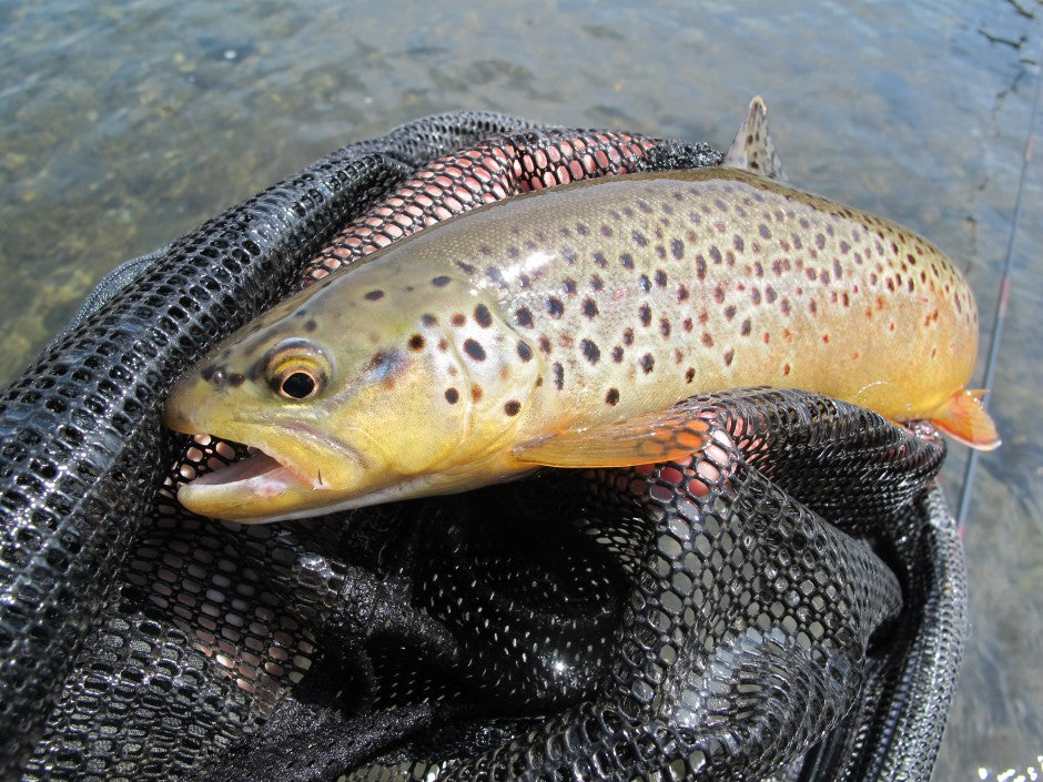 Black Hills trout fishing