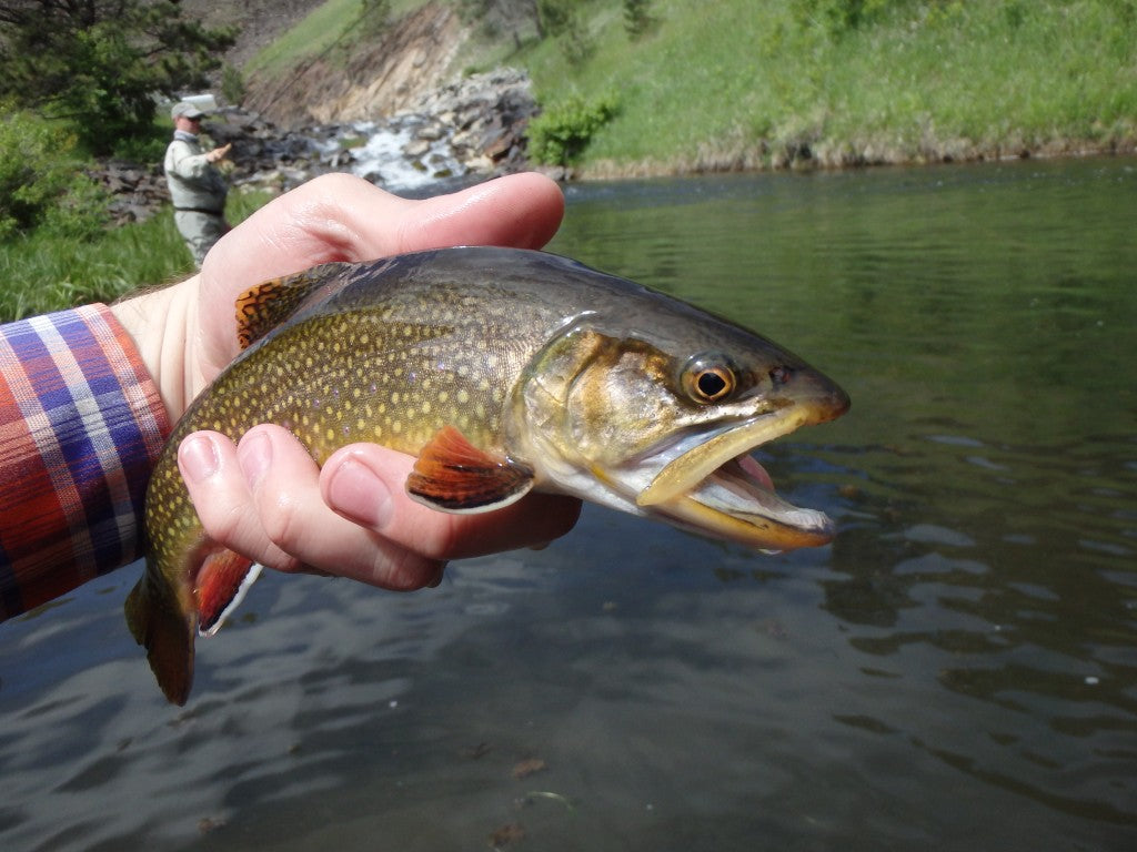 More brookie action!