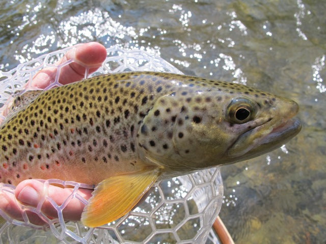 Pretty Rapid Creek Brown!