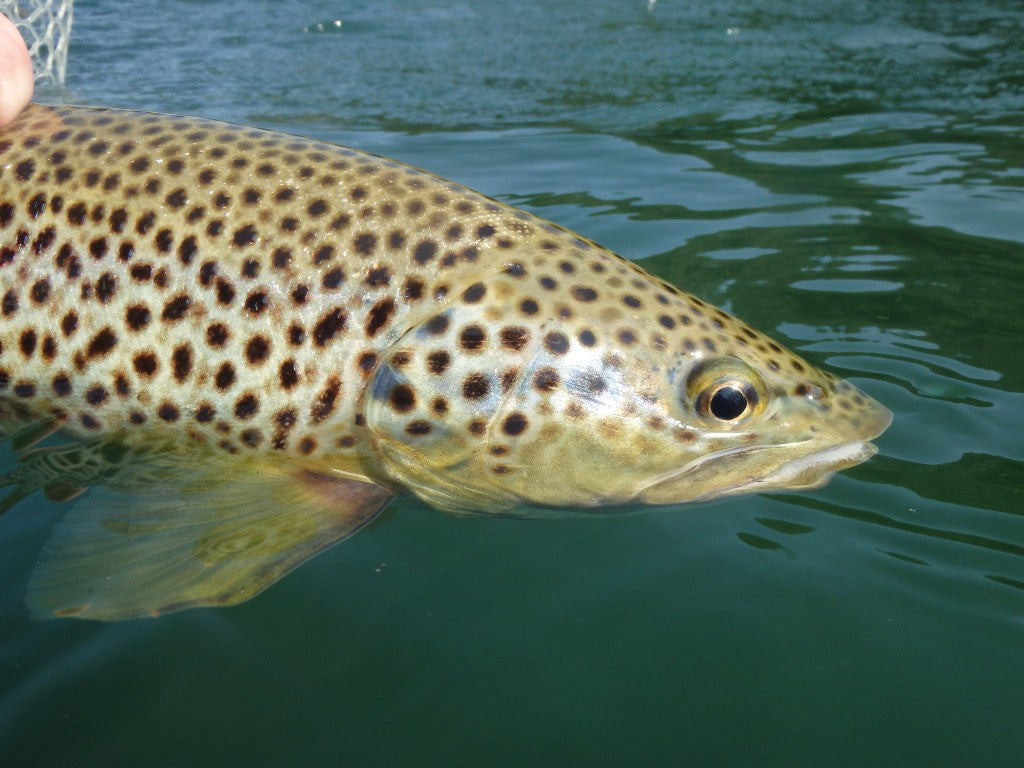 Before the release.
