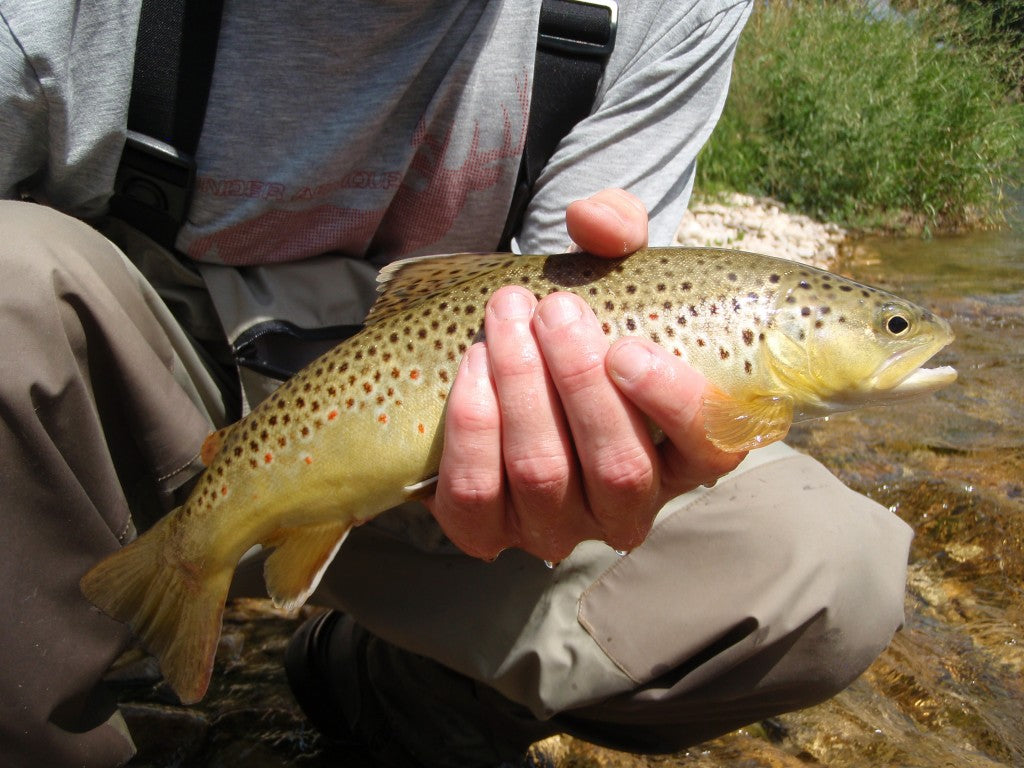 Pretty Spearfish Creek Brown
