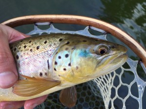 Black hills brown trout fly fishing
