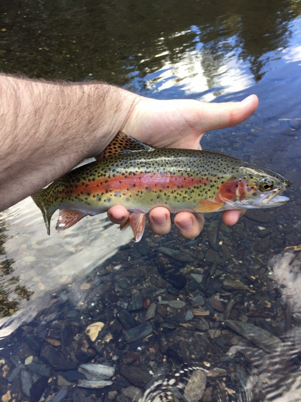 Rapid Creek Black Hills Winter Fly Fishing Trout