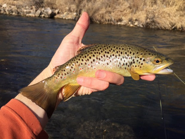 rapid creek black hills brown trout 2015 february