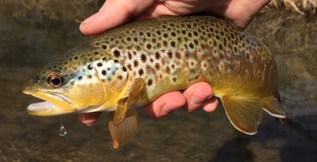 black hills fishing report march 2015 trout