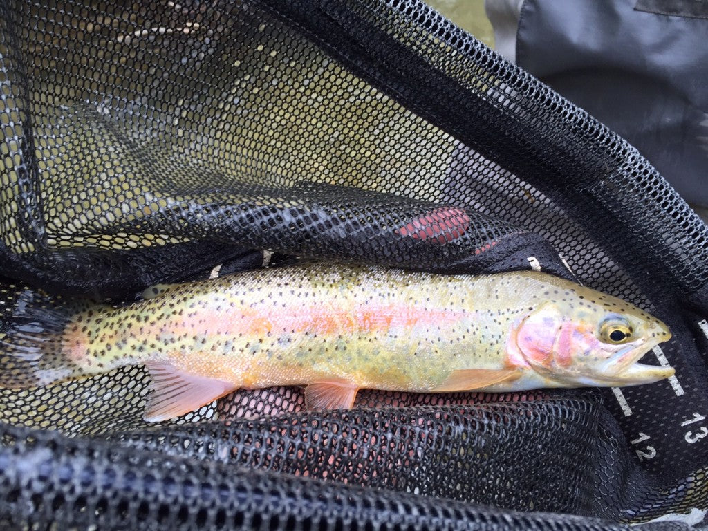 Spearfish Creek Black Hills Rainbow Trout Fly Fishing
