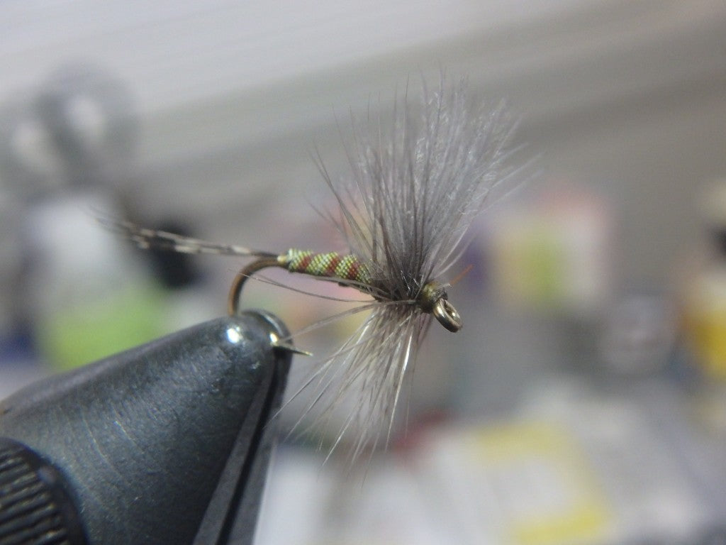 Quillbody CDC Thorax BWO
