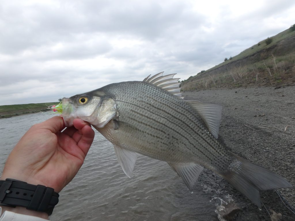 Average Missouri River White Bass