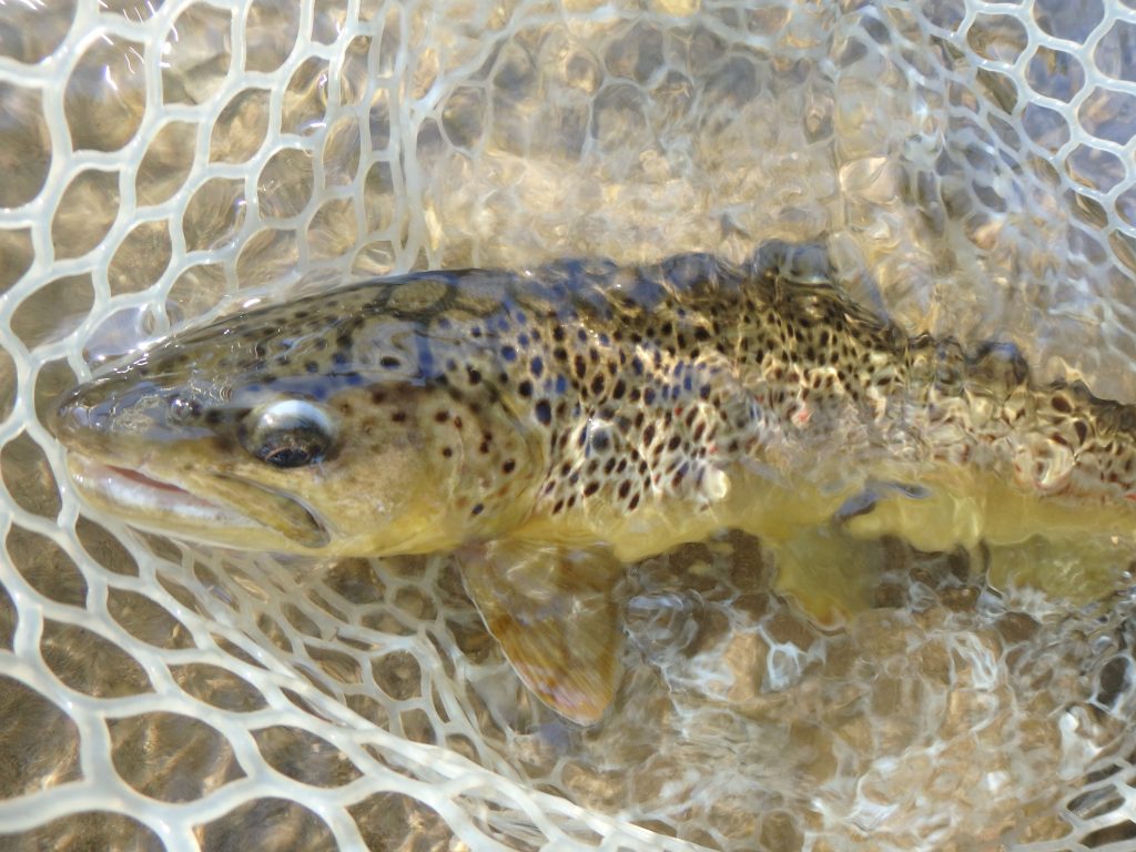 Hefty Spearfish Creek Brown