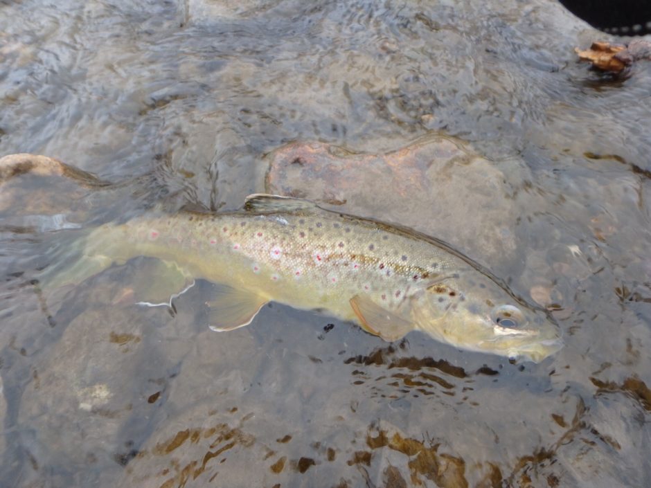 Rapid Creek Trout Fishing Report