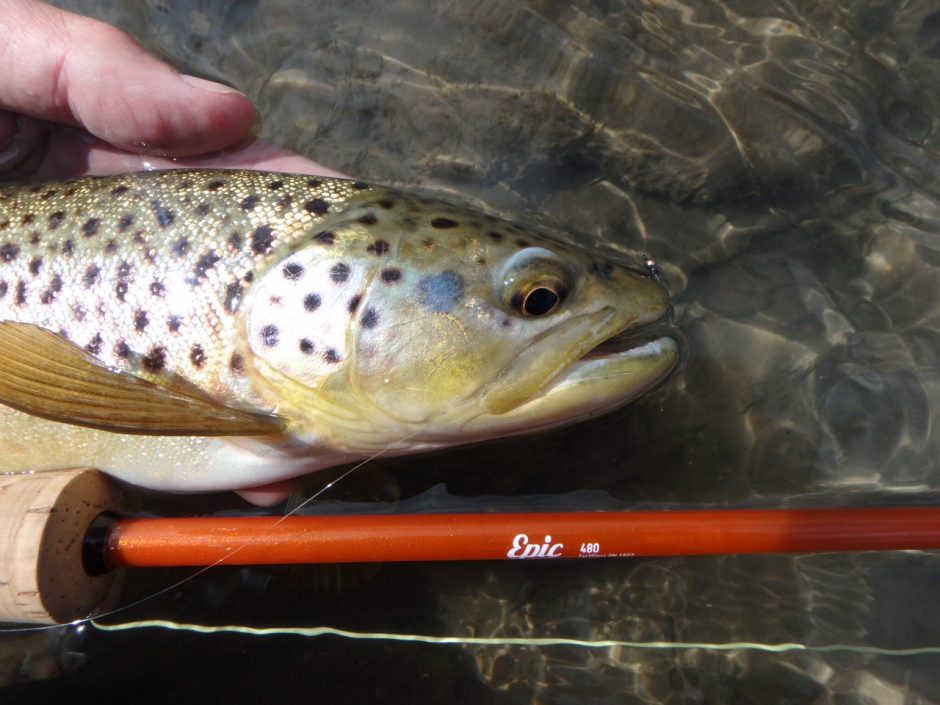 Black Hills brown trout epic fly rod