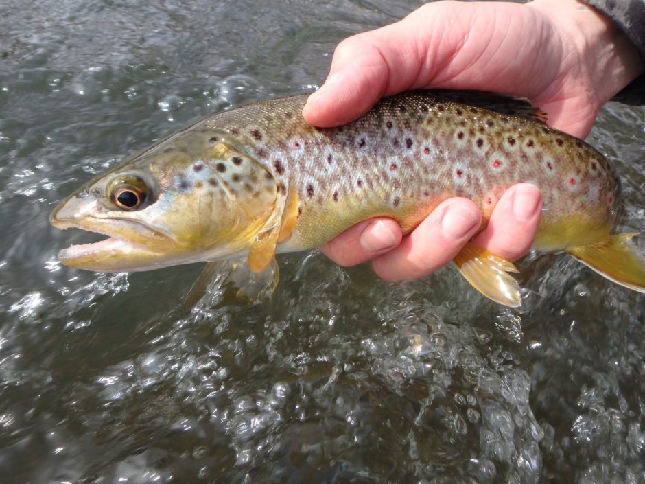 Rapid Creek Brown Trout Black Hills Fishing Report