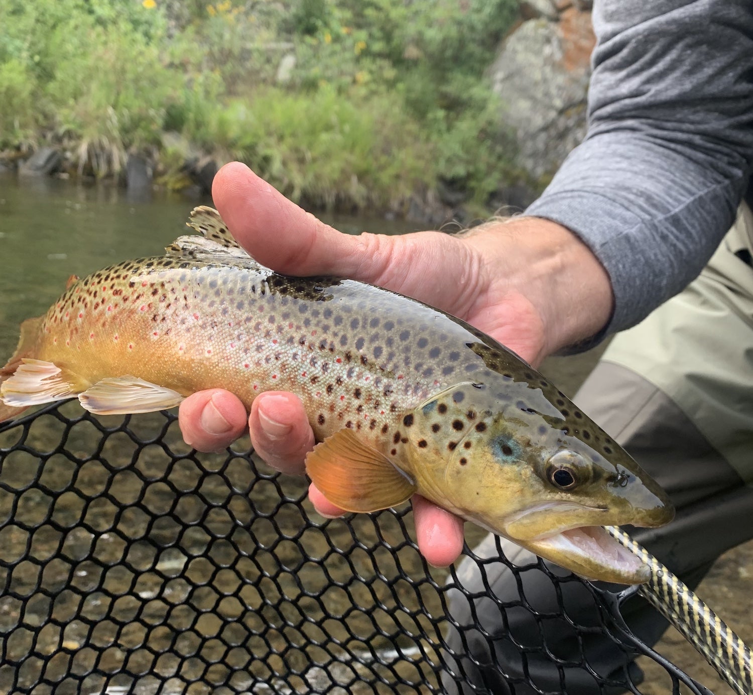 Black Hills Fishing Report Dakota Angler & Outfitter Black Hills Fly