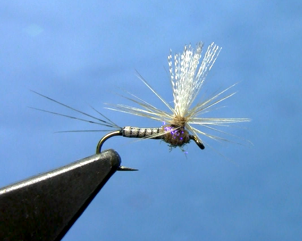 Upright Callibaetis Spinner- Fly Tying Video - Dakota Angler ...
